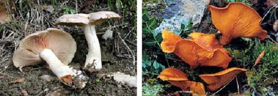 Entoloma lividum Omphallotus olearius